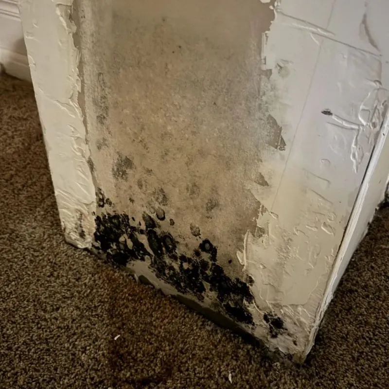 Professional Mold Removal in Garden City, KS